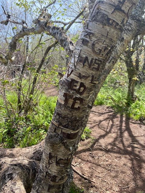 HikeNS's tweet photo. When it comes to the outdoors, low impact is best. Whether hiking, walking or snowshoeing, preserve the full experience for yourself and others by being mindful of leaving what you found the way you found it. #LeaveNoTrace #GetOutButGiveBack #HikeNS https://t.co/ETyNskpL3B
