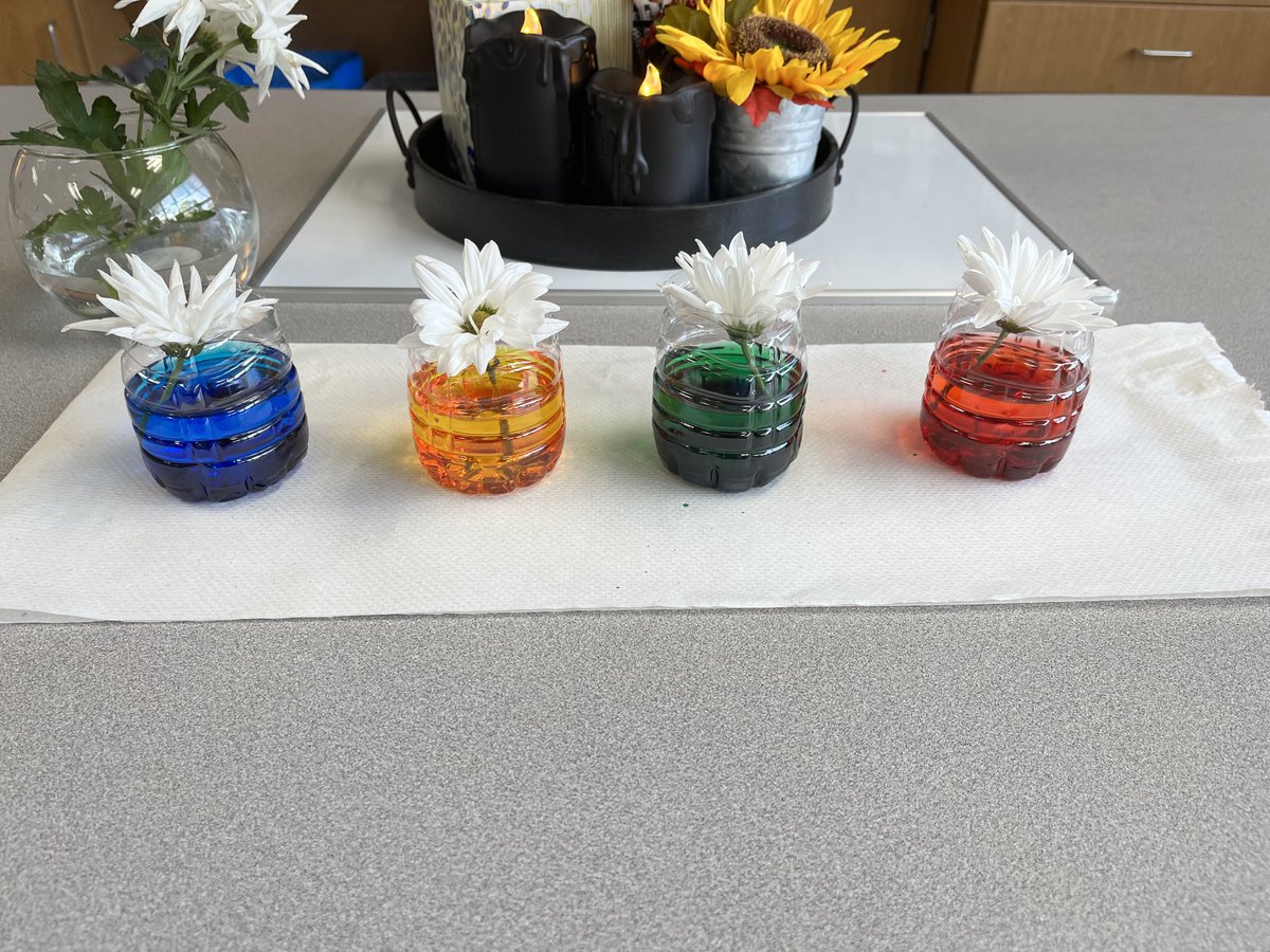 Do you know what will happen? Room 313 is observing these flowers today. We will let you know what we find out!