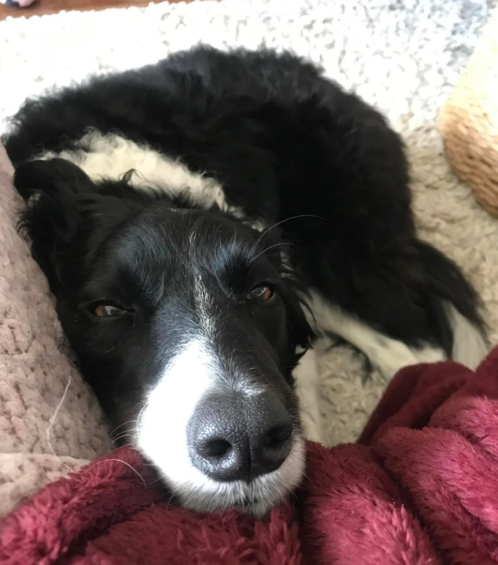 In honor of #AdoptAShelterDogMonth, here are a few rescue dogs of the JS J6! Give yourself the gift of a furry best friend and give a dog the gift of a great home.

For more ways to help: healthcareforpets.com/article/how-to…