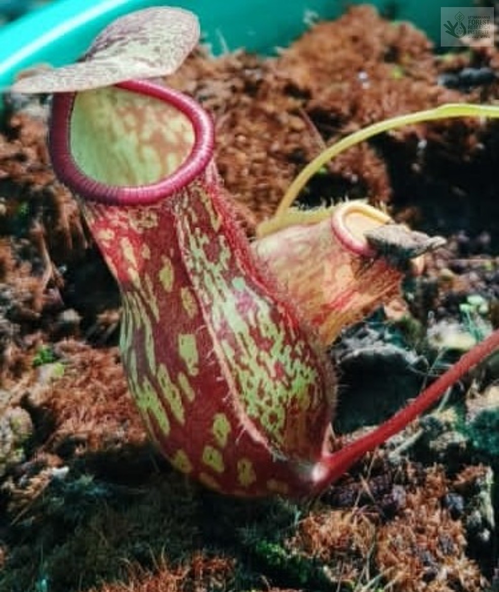 ukfrihaldwani's tweet photo. #Insectivorous plants- #Nepenthes (pitcher plant) and Drosera (sundew) at our #Dehradun Centre; these #plants now called intelligent plants, due to the way they attract, trap, kill and digest prey and absorb nutrients
Conserve #biodiversity https://t.co/vgbBmEeKAx
