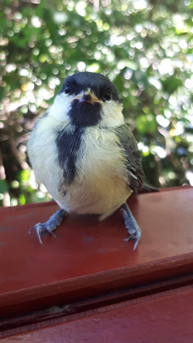 🚨Job Alert 🚨                     Please Retweet 🙂

Fully funded PhD-position on:

"Social competition within- and among-species: drivers of pace-of-life in wild passerine birds?" 

Application deadline: 15.11.2022

👇Details below 👇

1/10