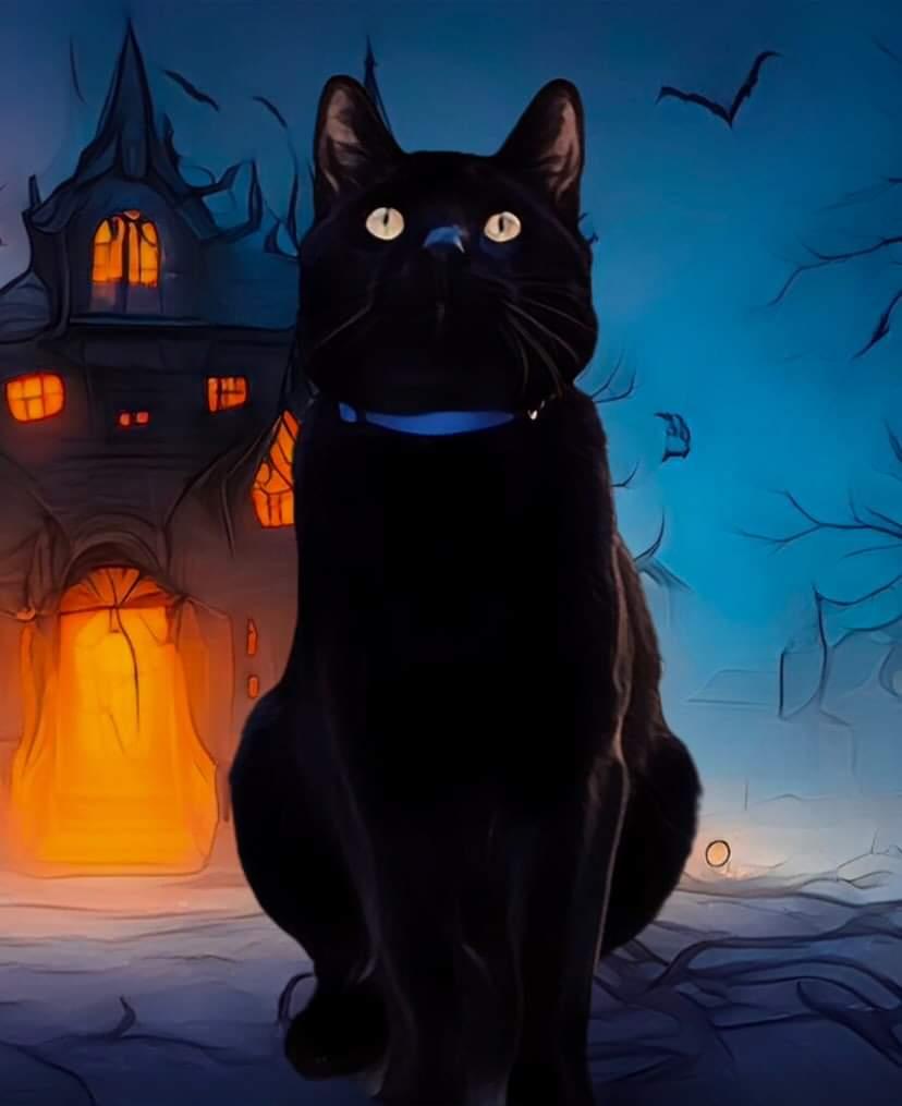 Huge thank you to one of my instagram followers for making this for me! 
#NewProfilePic #CatsOfTwitter #cats #CatsOnTwitter