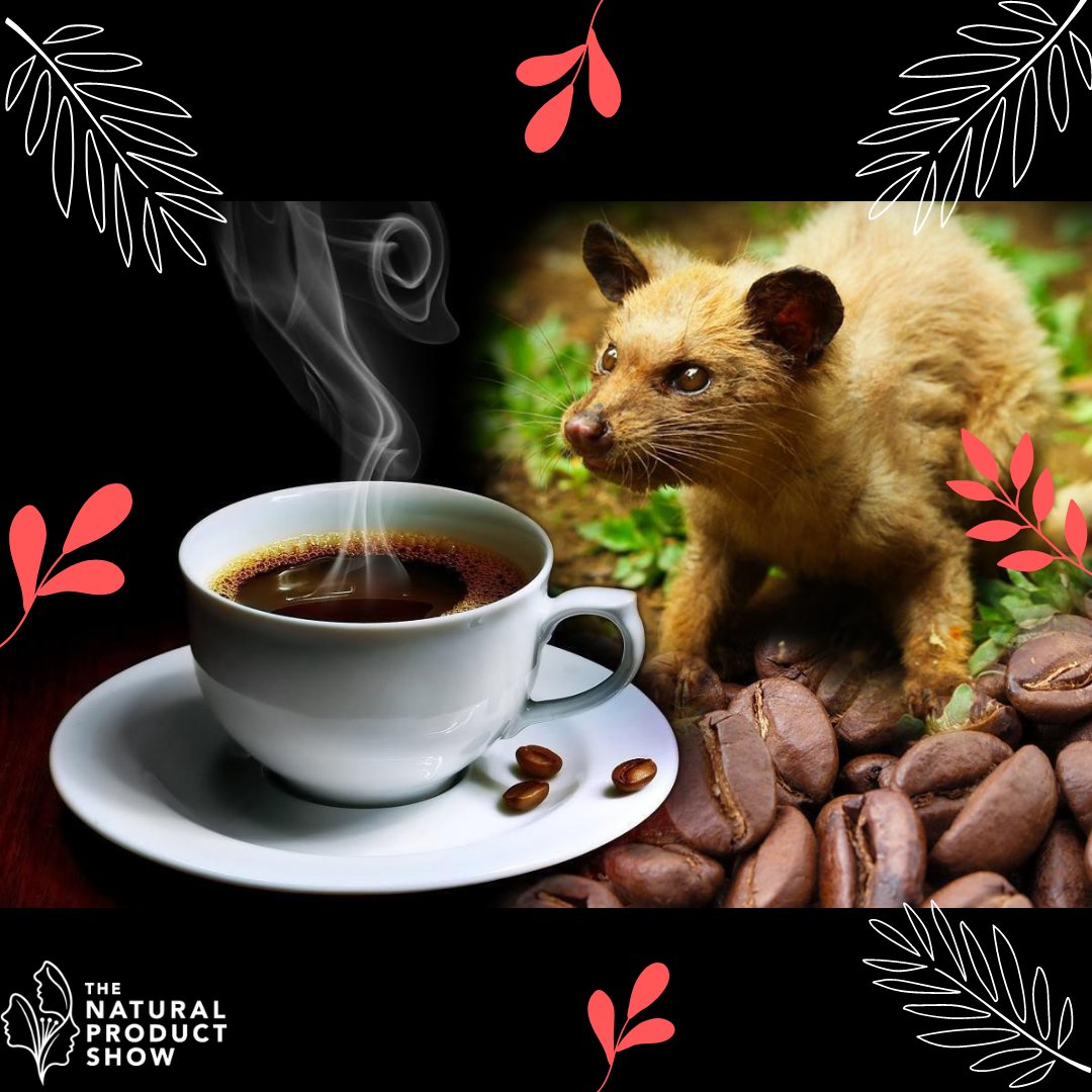Have you heard of #LuwakCoffee? 

It's the most expensive coffee in the world!  

The Indonesian Civet's will only eat the best coffee cherries, ferment them in their intestines then they're defecated and turned into fine coffee!

#naturalproductshow #naturalexpo #coffee #natural