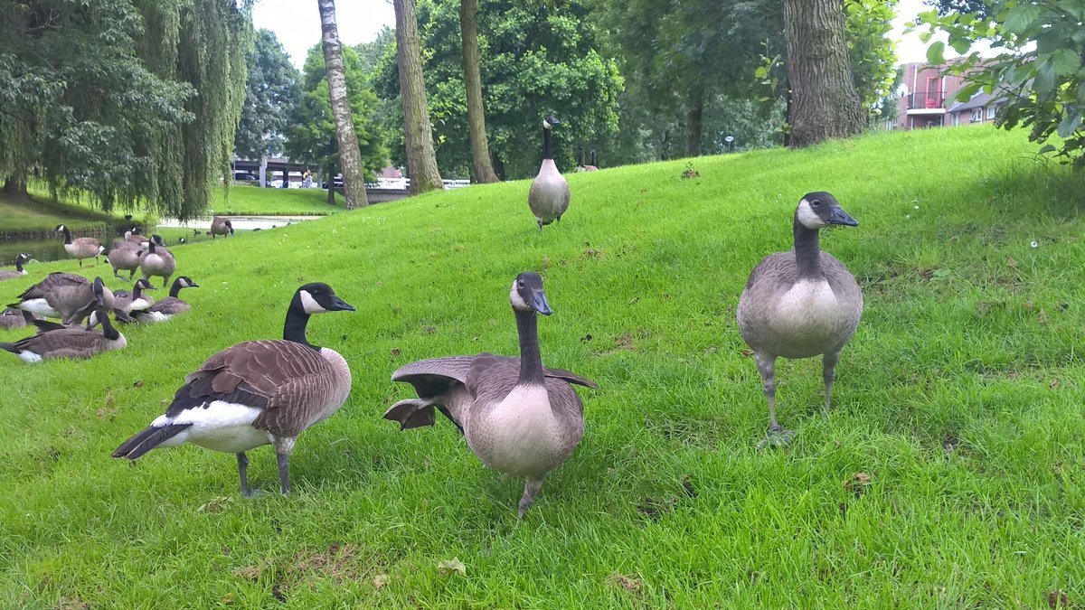 In ‘s-Hertogenbosch zijn gevallen van vogelgriep geconstateerd. 🦆 Vermijd contact met besmette of dode watervogels. Lees meer 👉 shbos.ch/3FnSaf7