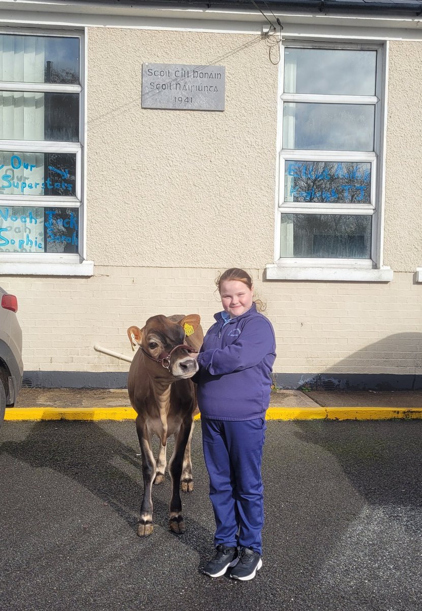 "Show your talent day" in school

Not content with bringing in a musical instrument or sports gear, G decided she wanted to bring a calf to school &amp; show her class what she learnt as a young handler 
#YMA <a href="/i_h_f_a/">IHFA</a> #FamilyFarming #ProudOfDairy