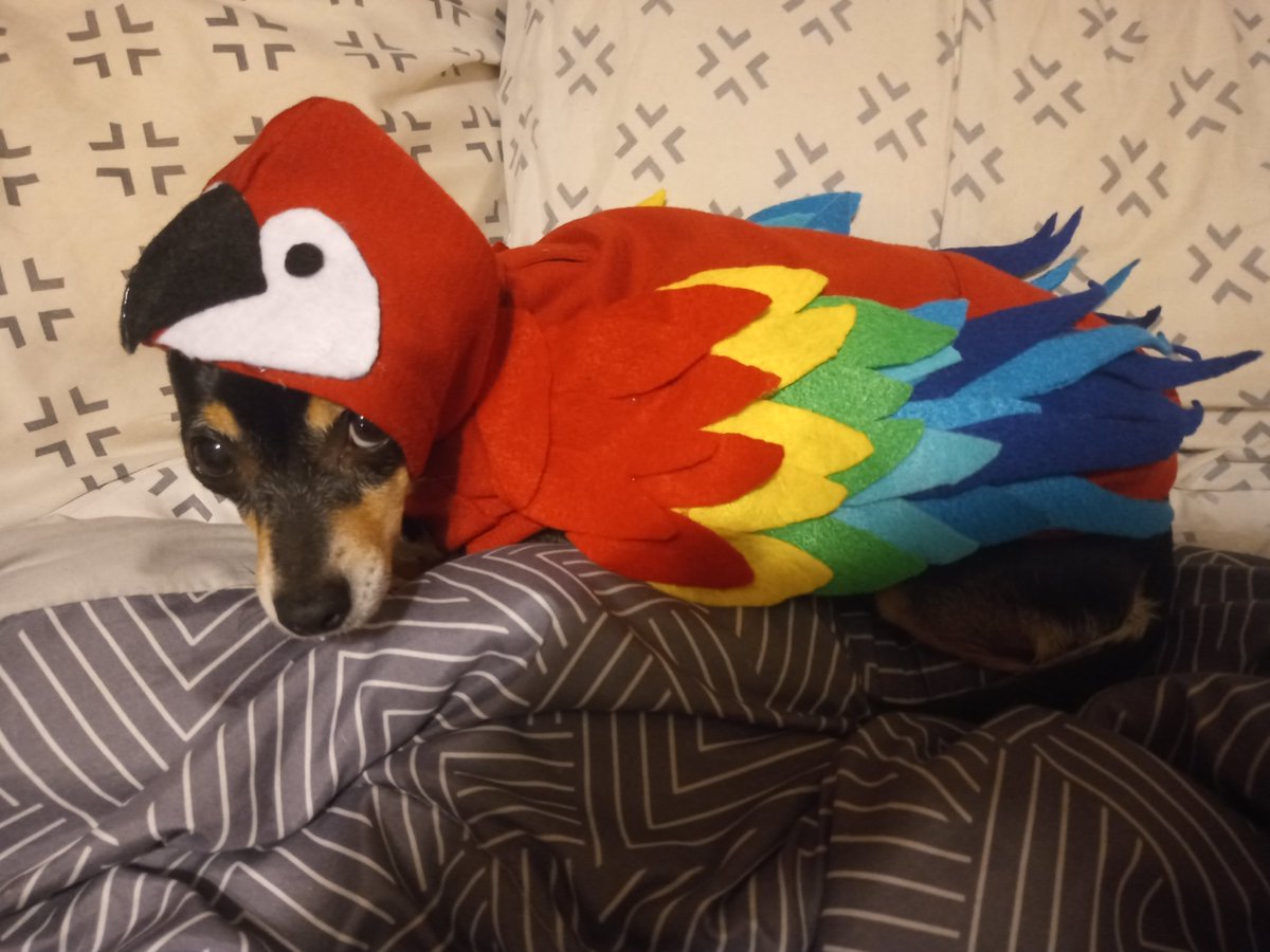 HalfAMint's tweet photo. @tragicbirdapp :D 
(For those who think she hates it: she actually really likes it. She gets excited whenever I get it out) https://t.co/mLXyNV6yz3