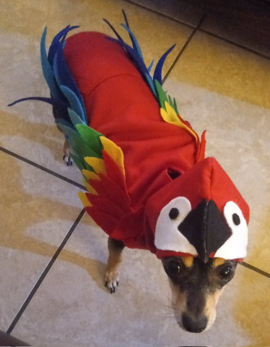 HalfAMint's tweet photo. @tragicbirdapp :D 
(For those who think she hates it: she actually really likes it. She gets excited whenever I get it out) https://t.co/mLXyNV6yz3