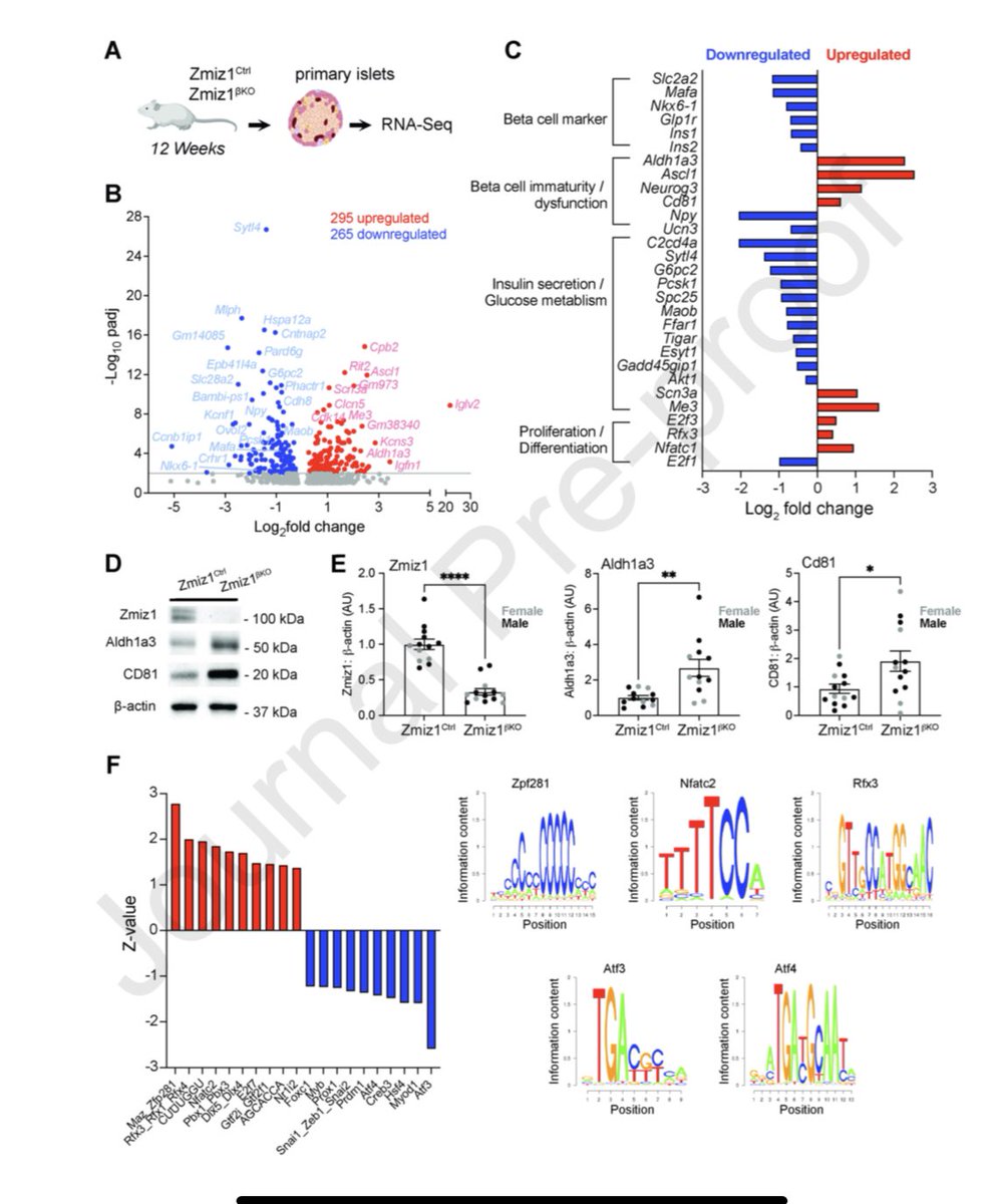 New from @bcellorg @annagloyn Mouse and human data reveal the importance of the zinc finger transcriptional regulator Zmiz1 for β-cell function #islets #insulin #diabetes @MolMetab #GWAS #Genetics sciencedirect.com/science/articl…