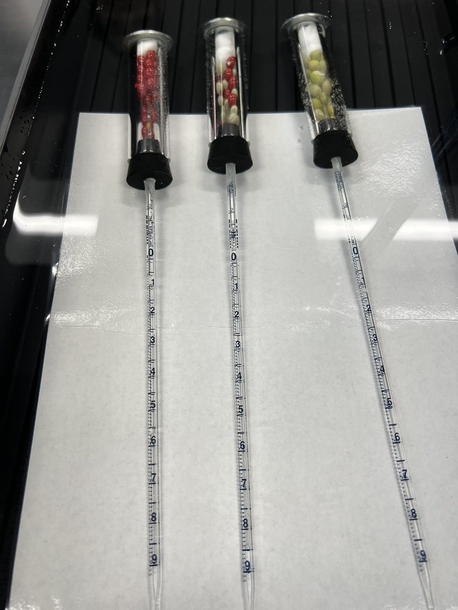 TFY77's tweet photo. Peas, peas, everywhere are peas! Studying cellular respiration in AP Bio. What do you see? How is this happening? #handsonlearning #apbiology #reallifeapplication https://t.co/3nTLQu7P5X