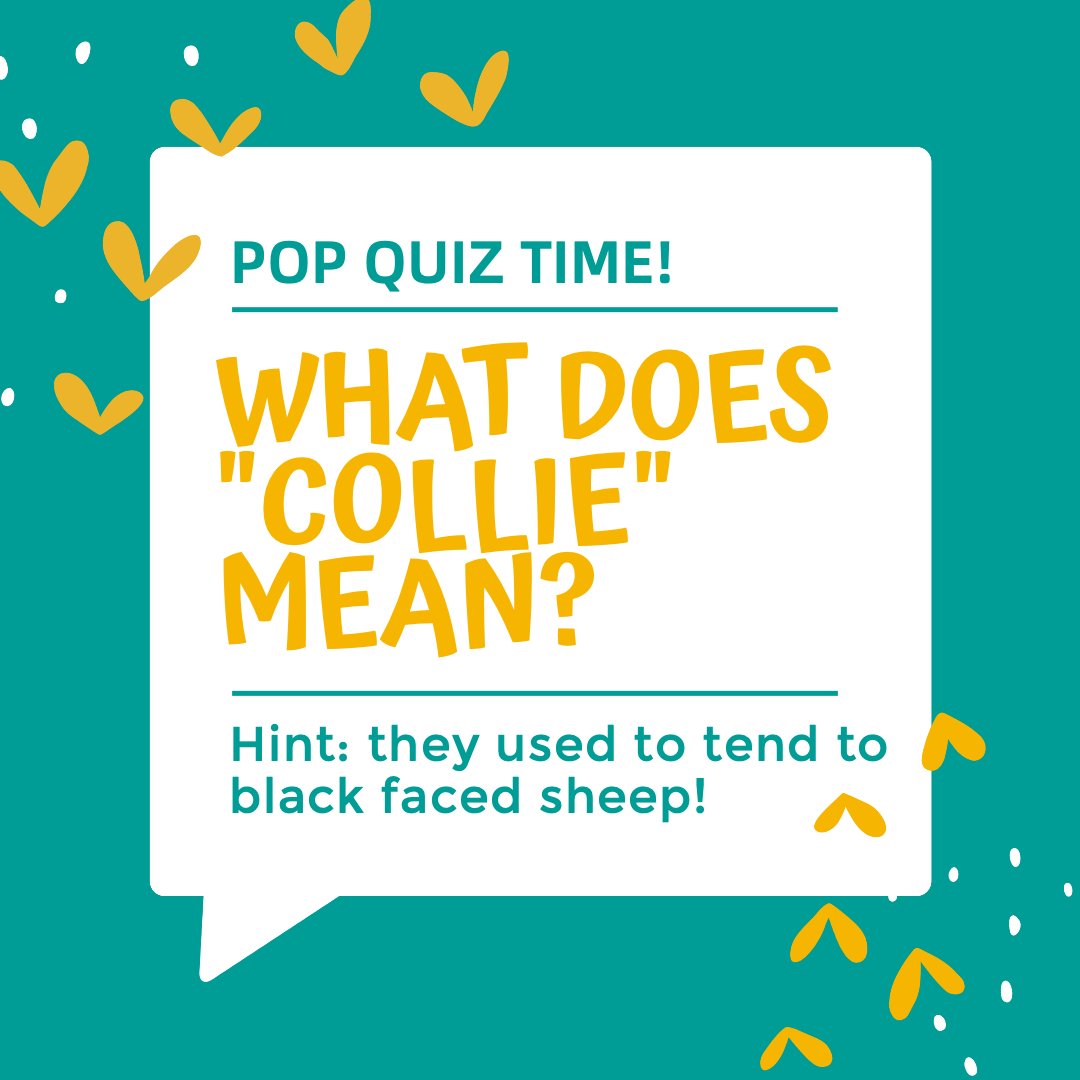 Soothing_Dog_S's tweet photo. Do you know the answer to this one? Comment below 👇️

#dogsoffacebook #dogslife #dogdays #catsoftheworld #kittenlife #spotifypodcast #spotifymusic #applemusic #applepodcast #pettrivia https://t.co/piIWN5cFPv