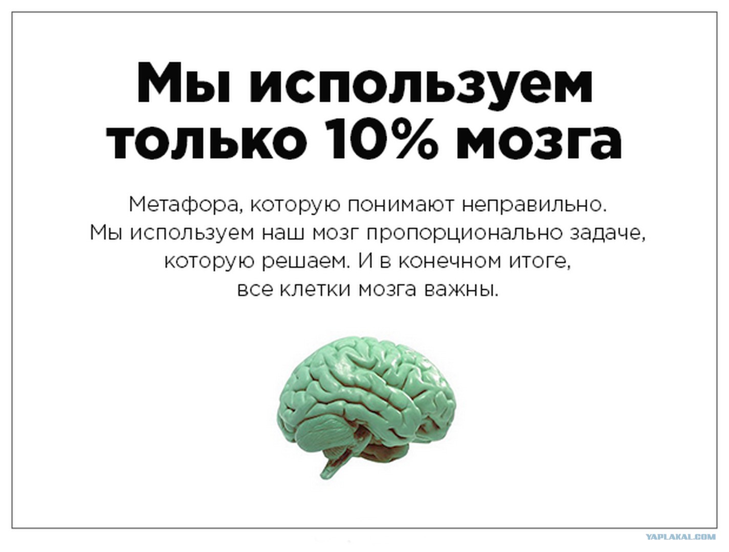 Смешные факты про мозг