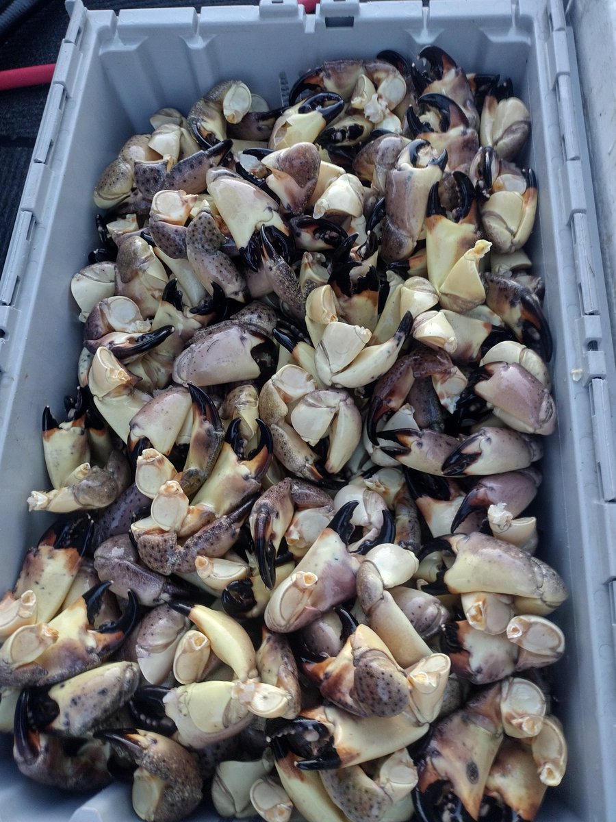 madeinny22's tweet photo. @Ian_Schwartzman Stone crab and lobster sir https://t.co/wmKwmJLCor