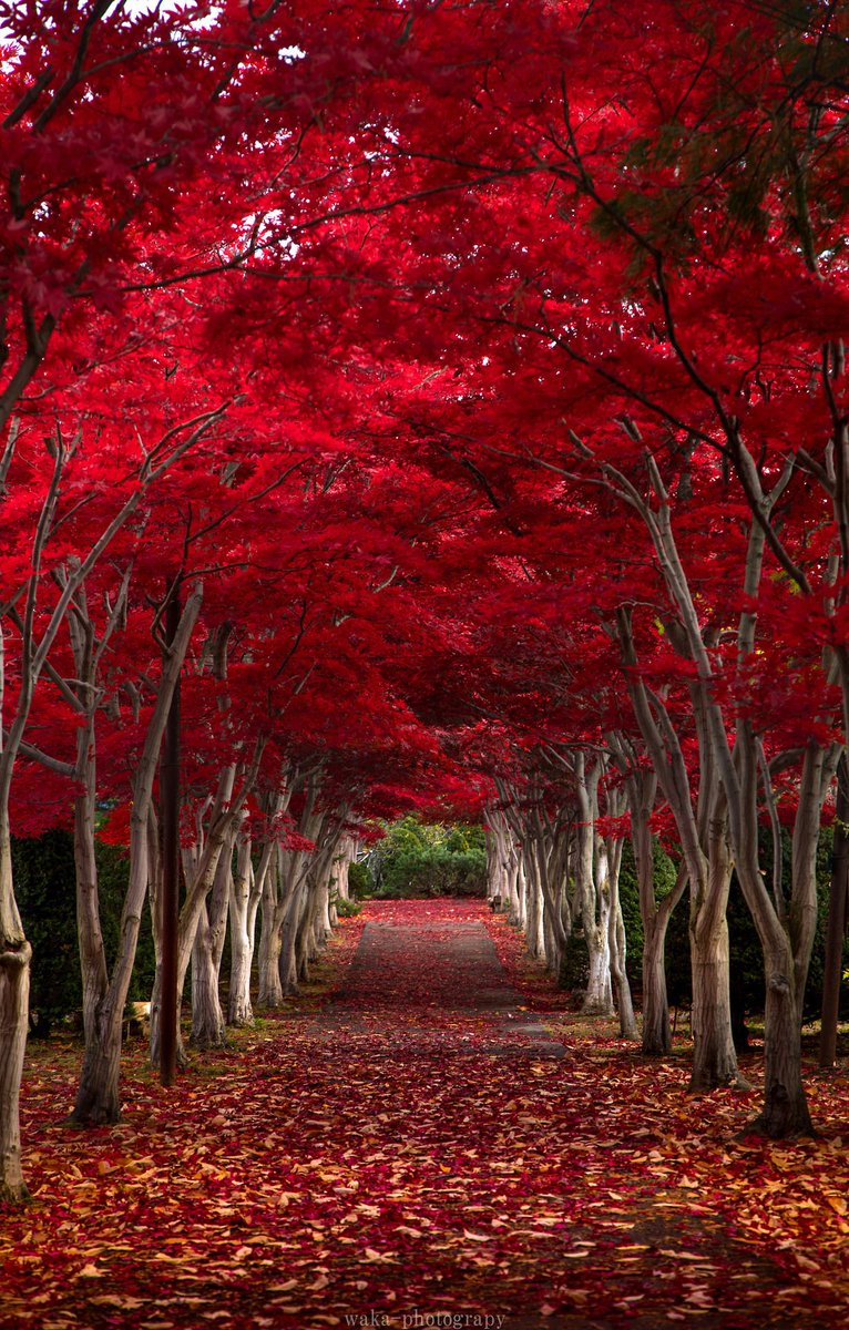 IC316's tweet image. "If anything is worth doing,  do it with all your heart."

Have a peaceful day! ♥️