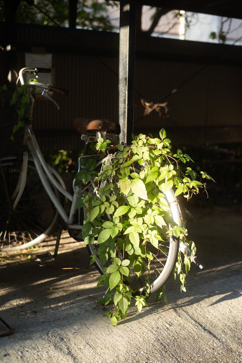 warp70's tweet photo. #streetphotography #photography #photooftheday #newcolor
#ニューカラー
#ニュートポグラフィック
#landscape
#tokyo
#NewTopographics
#ライカ
#lirca
#m10
#植物 https://t.co/3qZxk0O83C
