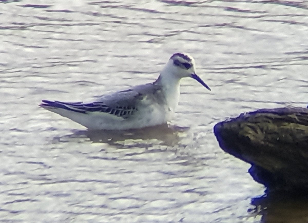 SuttonBingham's tweet photo. Grey Phalarope at southern end of SBR now! #patchlifer
Found by @Moorlandbirder ...thank you!
@DorsetBirdClub @somersetbirds https://t.co/Zx7MhoL1hQ