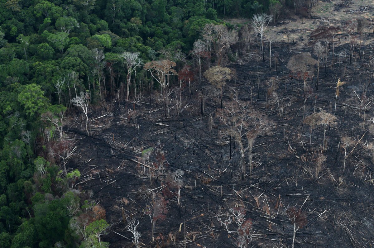 EarthKeeper22's tweet photo. They say #Humans are the smartest creatures on #Earth. I don't think so

30 acres of rainforest are being destroyed every minute in the rainforests of the world.... 🦋LJC

#climate #deforestation #ecosystem #wildlife #extinction #support #Earth #Health #life #EarthKeepersUnite https://t.co/OGUVmh2wXl
