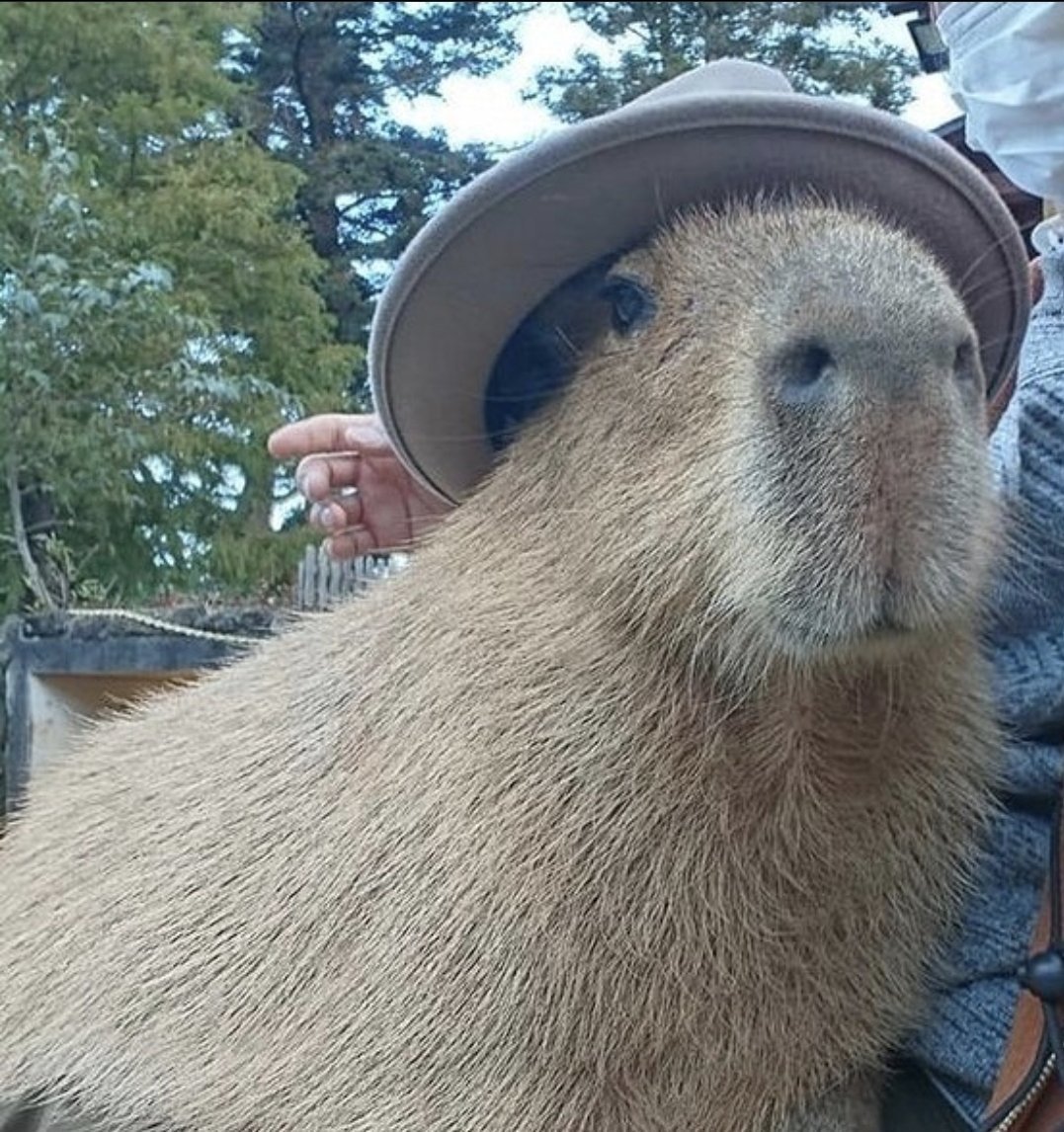 Algobaras tweet media