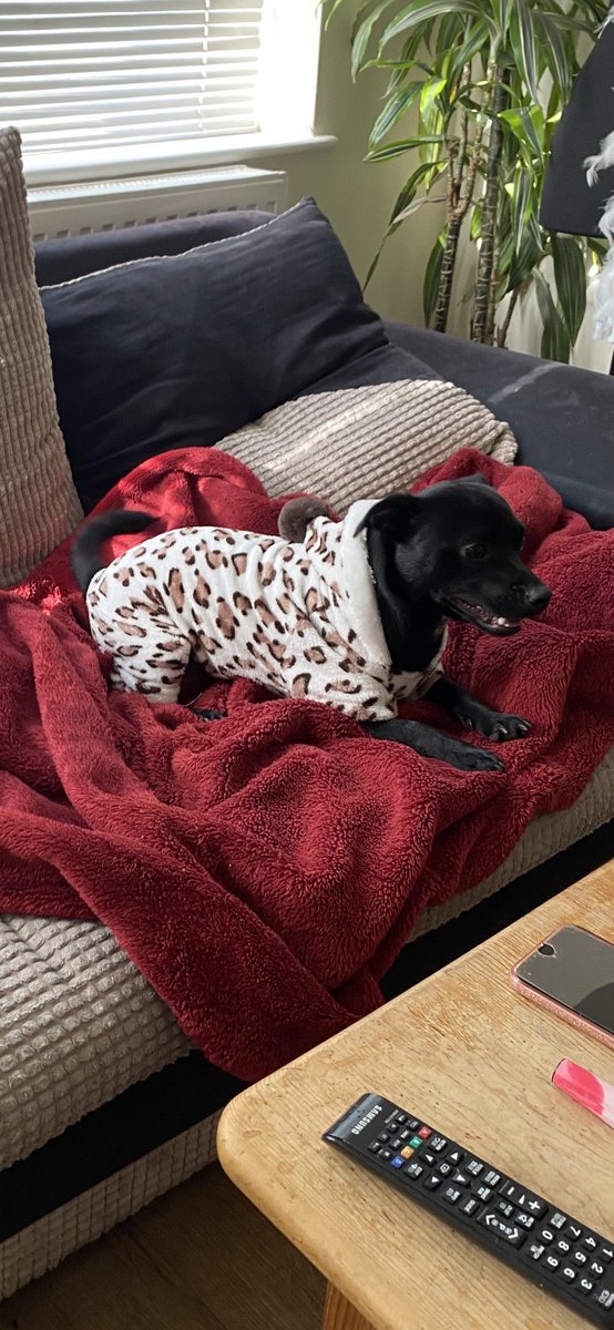 nessyfunkychick's tweet photo. @loosewomen my Ro dog loves his winter PJ’s. https://t.co/ePnAPOr3nw