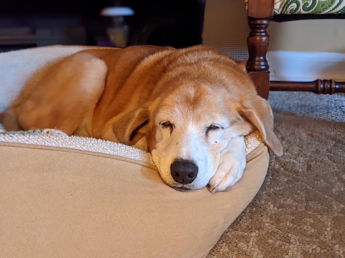 Paintbrush_Tail's tweet photo. Perfect day for a nap... just like most days
#NapDog #SleepFace
πΆπ€π΄
@dogcelebration @dogandpuplovers @IngloriousDogs @puppy_snuggles https://t.co/HmFpyJvvPK