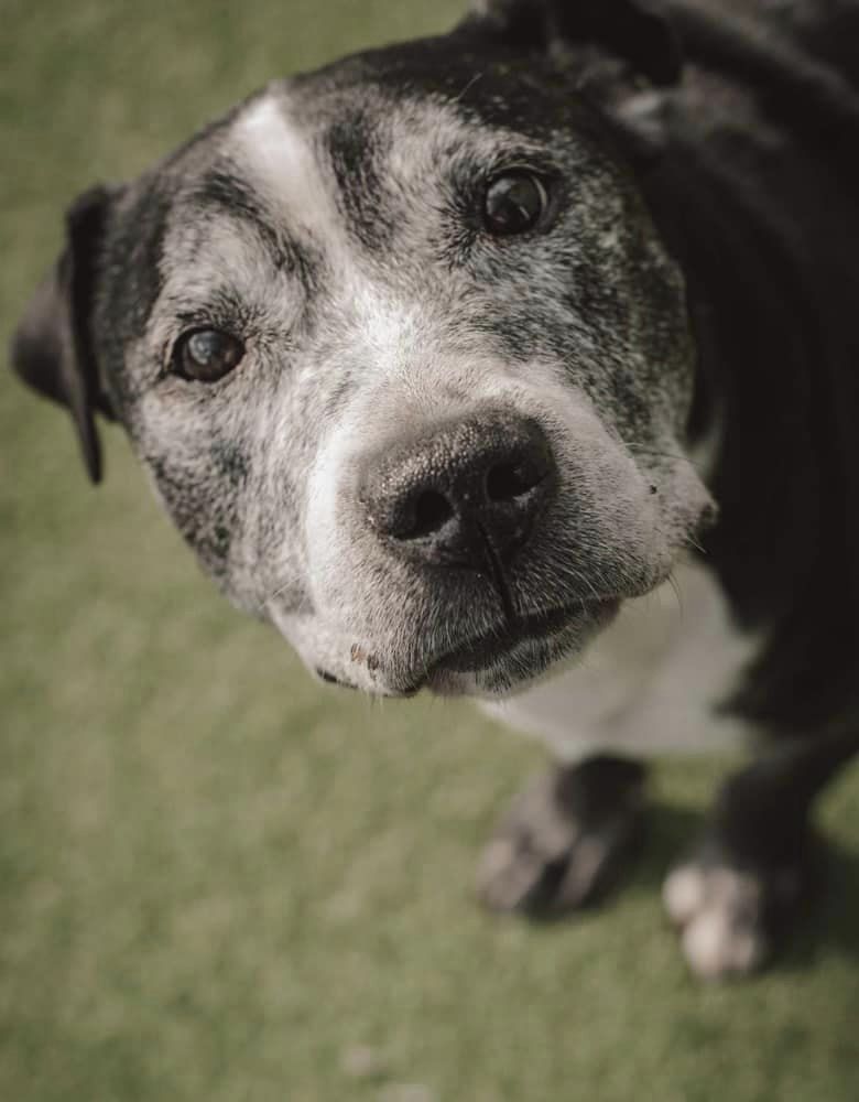 URGENT, please retweet to help Ernie find a home #YORKSHIRE #UK AGED 13!! Ernie has been abandoned. He may be able to live with a female dog, he's housetrained and good on the lead. Please share, let's get him out of the shelter 🙏 DETAILS or APPLY helpingyorkshirepoundies.co.uk/male/ernie-2/