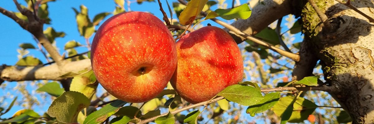 가족 친구 동창 동료 여인 누구나  오색으로 물들어가는가을 여행 추억 만들기 디엠지로컬푸드 요기 영문 주소 클릭 하여서 구경하러 놀러오세요
bit.ly/dmzlocalfood143