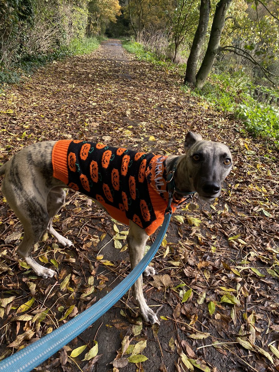 Trying out my Halloween outfit. It has a sniff of 1970s tank top about it 😂🎃#Halloween #houndsoftwitter #dogsoftwitter #whippets #whippetsoftwitter