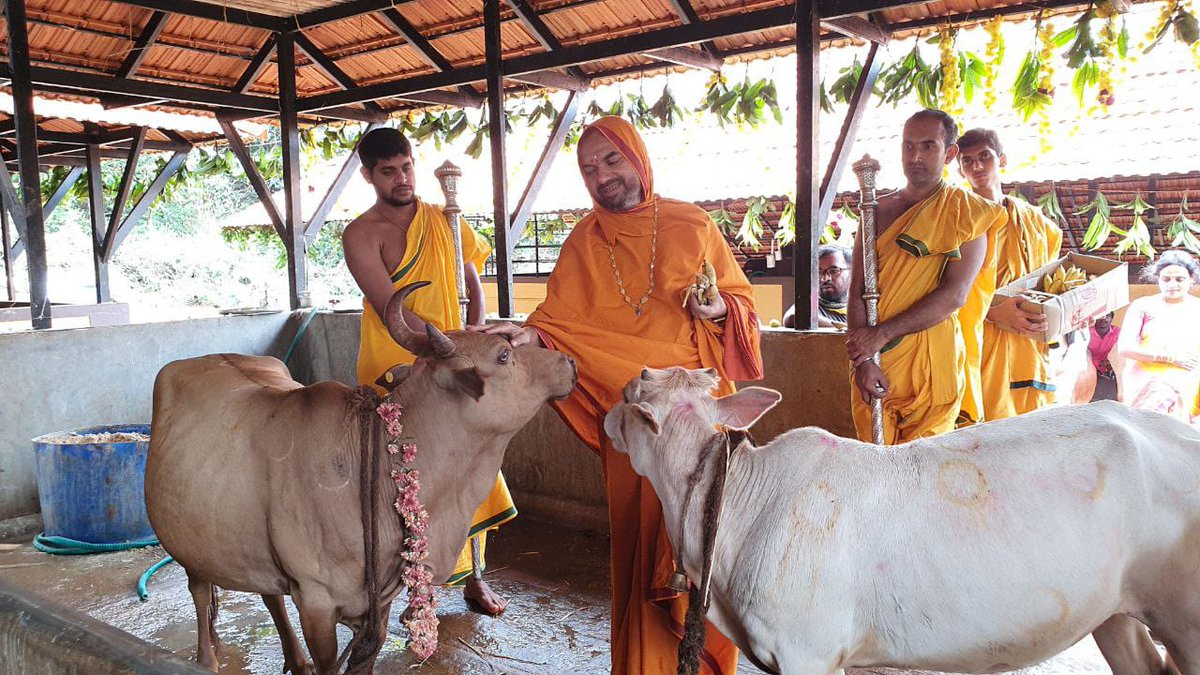 anki_neerpaje's tweet image. How can any place be complete without her presence?
So was Vishnugupta Vishwavidyapeetha &amp;amp; hence #GouVishwa came into existence!
This is second the #Deepavali for GouVishwa!

#GouPooja 
#SaveDesiCows