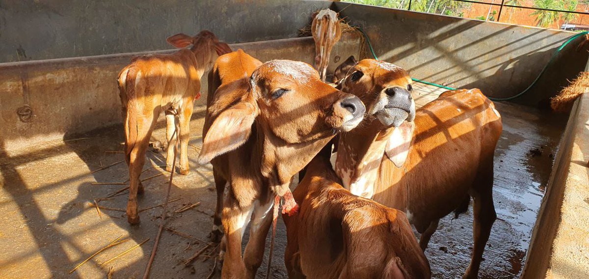 anki_neerpaje's tweet image. How can any place be complete without her presence?
So was Vishnugupta Vishwavidyapeetha &amp;amp; hence #GouVishwa came into existence!
This is second the #Deepavali for GouVishwa!

#GouPooja 
#SaveDesiCows