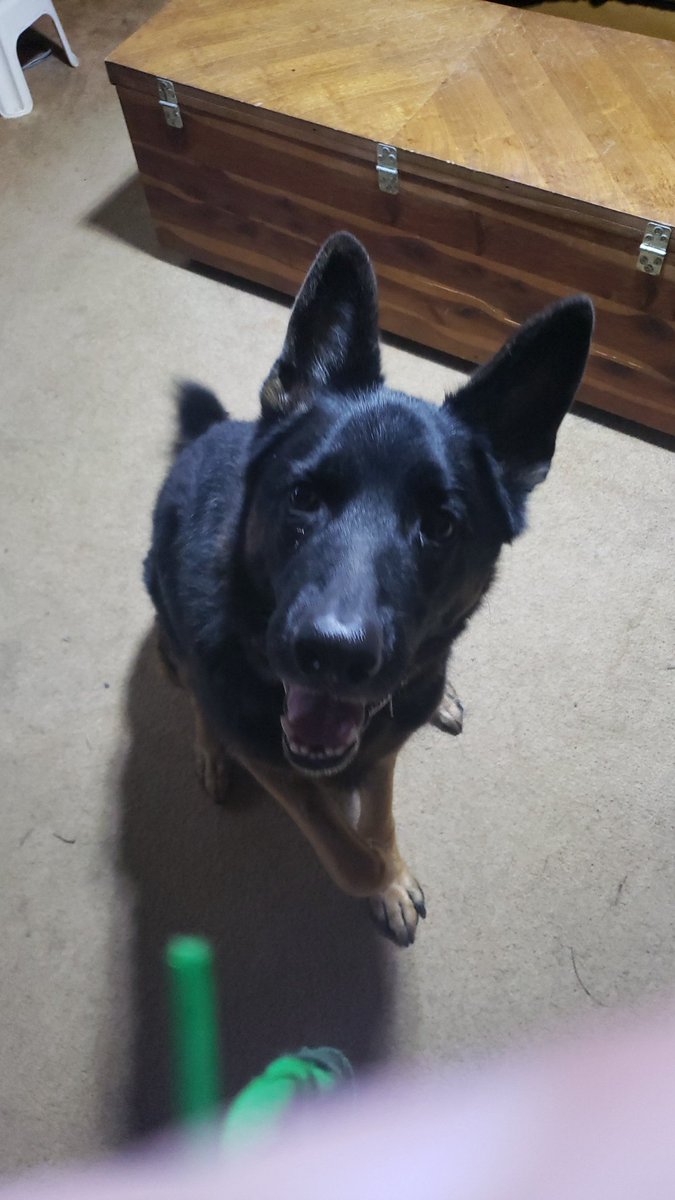 LordDoomRater's tweet photo. German Shepard, answers to Waylon.  No that's a lie, he only answers to the house members, he'll tear you to shreds https://t.co/IrvtUJWA9a