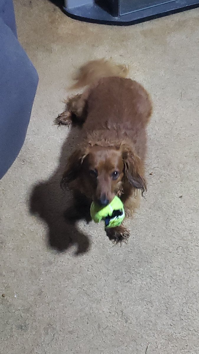 LordDoomRater's tweet photo. Local ball addict answers to Zander. Is a good boy. Will try to befriend you by bringing you a ball.  It's a trap, he will not stop chasing it https://t.co/Med0Fiqroy