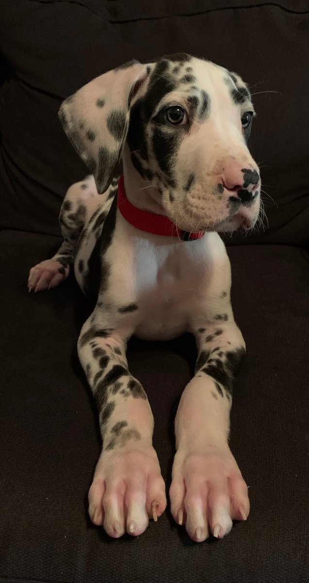 CodyeBell's tweet photo. Three years of playing hard and causing mischief. https://t.co/q5k5rAngxU