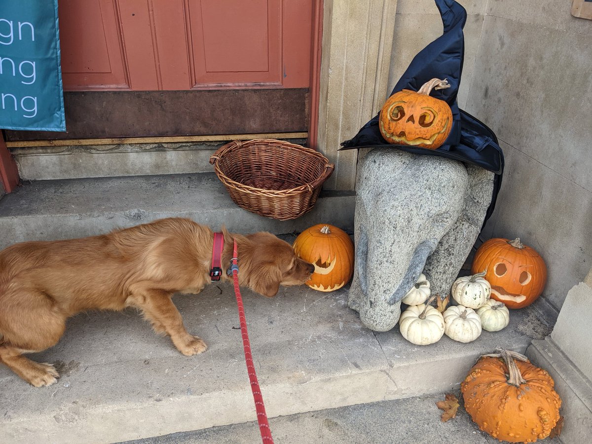 Dr Sophie Meredith tweet media