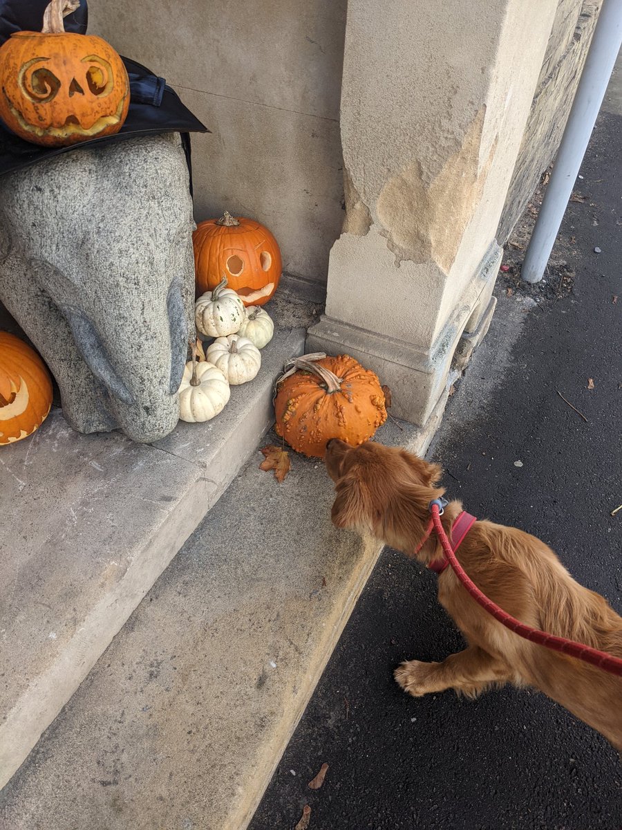 Dr Sophie Meredith tweet media