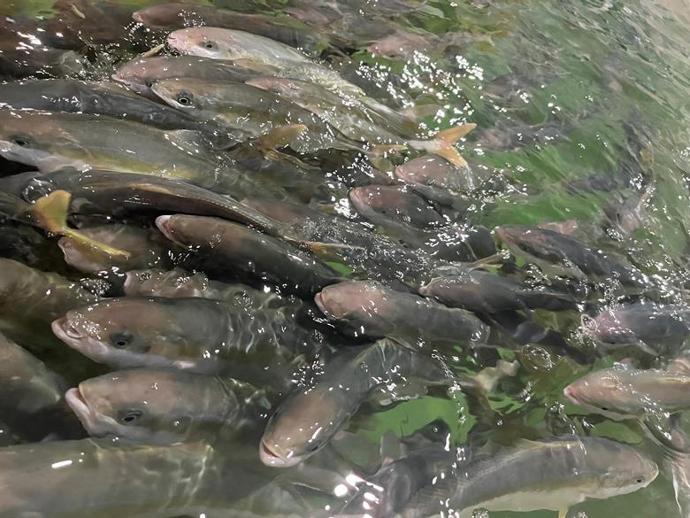 world_fishing's tweet photo. Land-based aquaculture business receives approval for its Kingfish Maine building permit application. #fishing #aquaculture #worldfishing
Read full article: https://t.co/axJsYfLj0W https://t.co/CILP0ddIVw