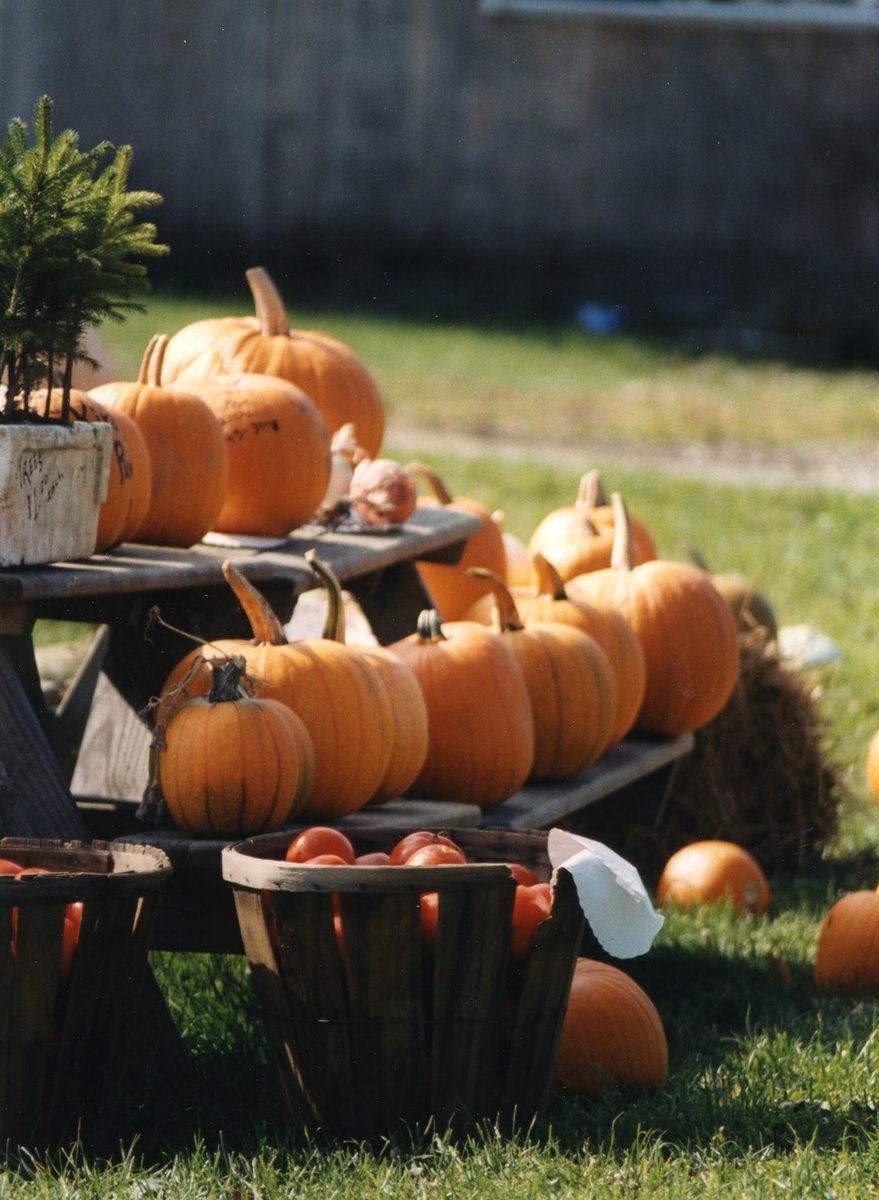 PlanChautauqua's tweet photo. It's not too late to get a pumpkin since today is #NationalPumpkinDay. Stop by a #ChautauquaCounty #FarmStand and grab your pumpkin.
#AGinCHQ #FarmCHQ #LocalFarms https://t.co/cQH58RNrND
