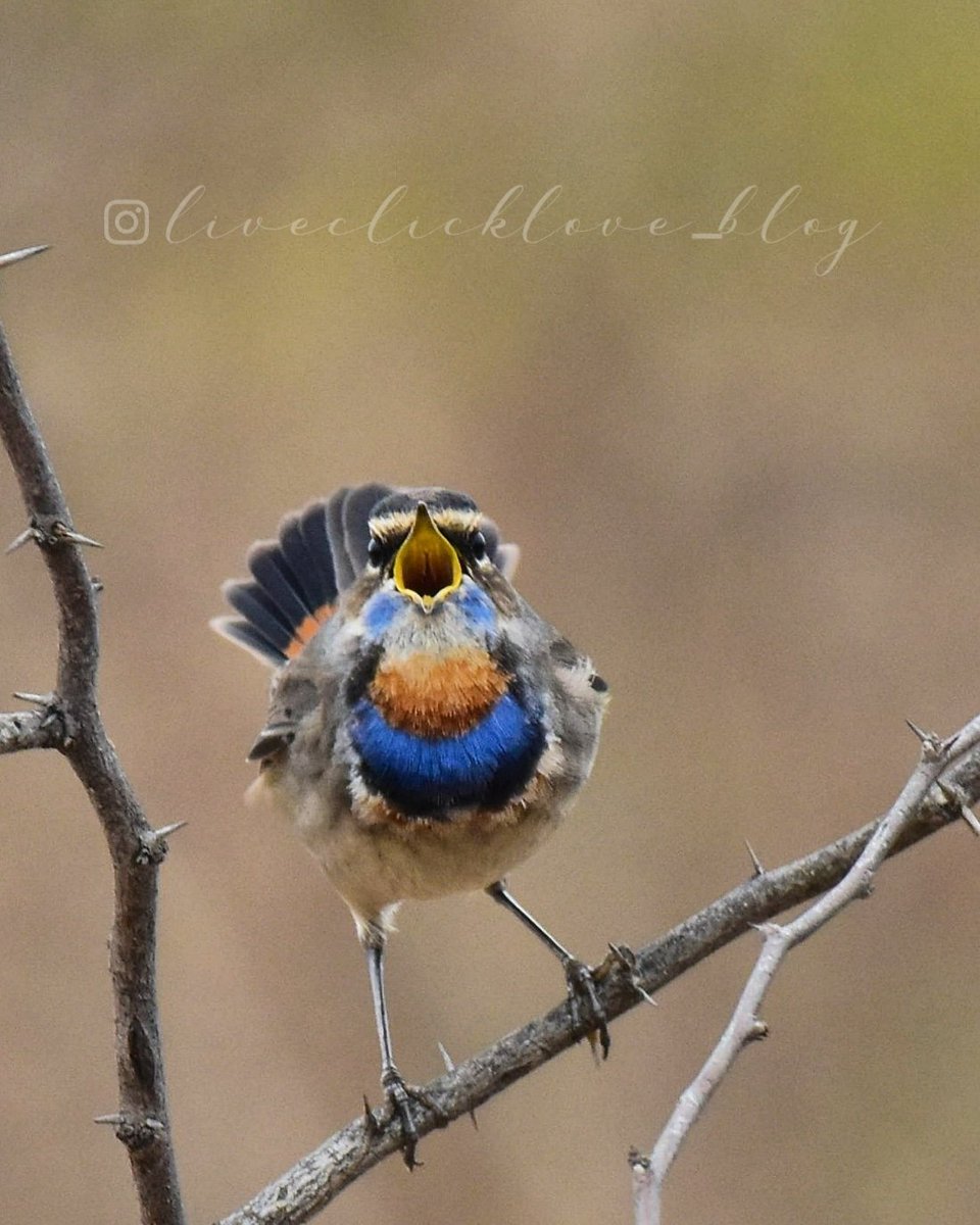 saggitariusbali's tweet photo. Gorgeous #bluethroat #beautifulbirds #wildlife #natgeo #wildbirdtrust @natgeo https://t.co/186CzjvGz4