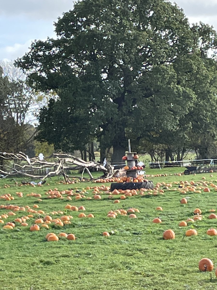 copytaster's tweet photo. It’s me and the pumpkins at Rumblers Farm in Potten End. The kids are all dressed up and the parents half-term occupied #pumpkins #halloween #pottenend #rumblersfarm https://t.co/9ytcaKvNhC