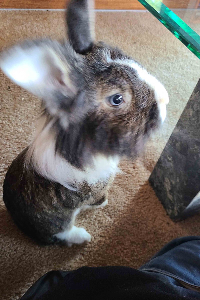 When it comes to a specific task, sometimes it just takes a professional. When that task is begging for treats...well, Enzo is definitely the head honcho! smallpetselect.com/through-abigai… #smallpetselect #abigailtherabbitnovelist #throughabigailseyes #treatbeggar #rabbittreats