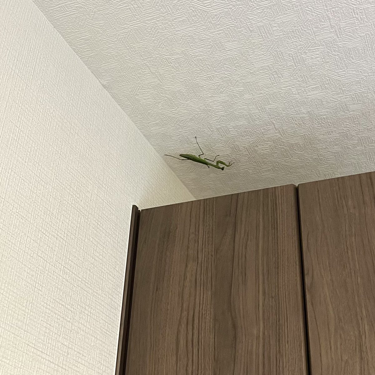 And this guy finally makes his way into the house somehow… 😑 (we got him out safely on a broom)