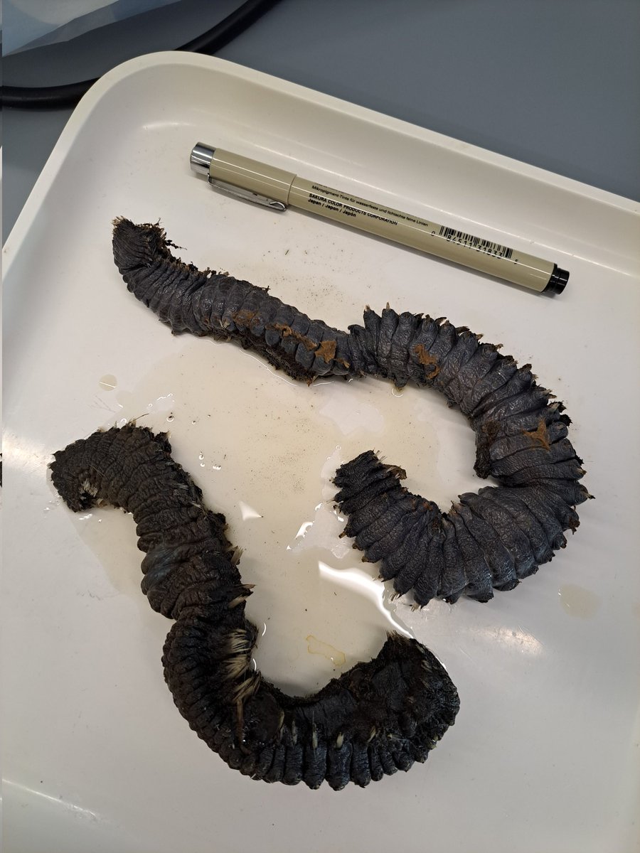 Perfect subject for #WormWednesday from the @Naturalis_Sci freezers! - Can a #worm fan on here tell me which species of annelid this is? Presumably caught near/attached to a buoy somewhere in the north-Atlantic 🪱