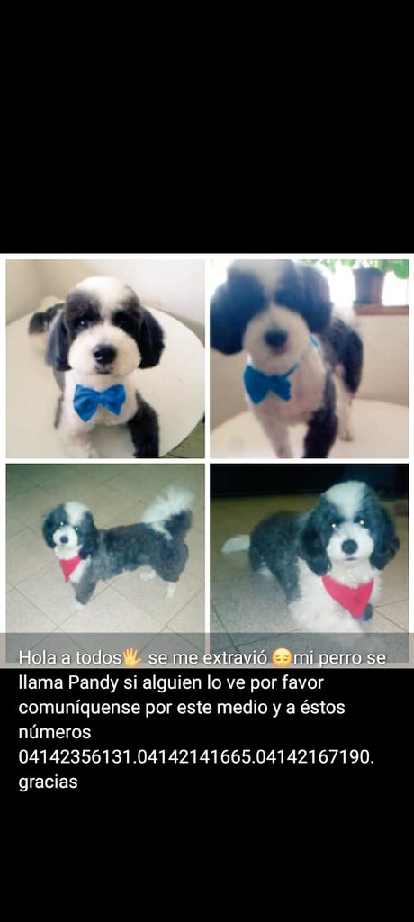 PerroUsuario's tweet photo. Su familia sigue buscando a Pandy, Av. San Martín CARACAS RT @Jeadry0213: 🙏🙏#difundir por favor 😔 https://t.co/NsIqzSZnKc