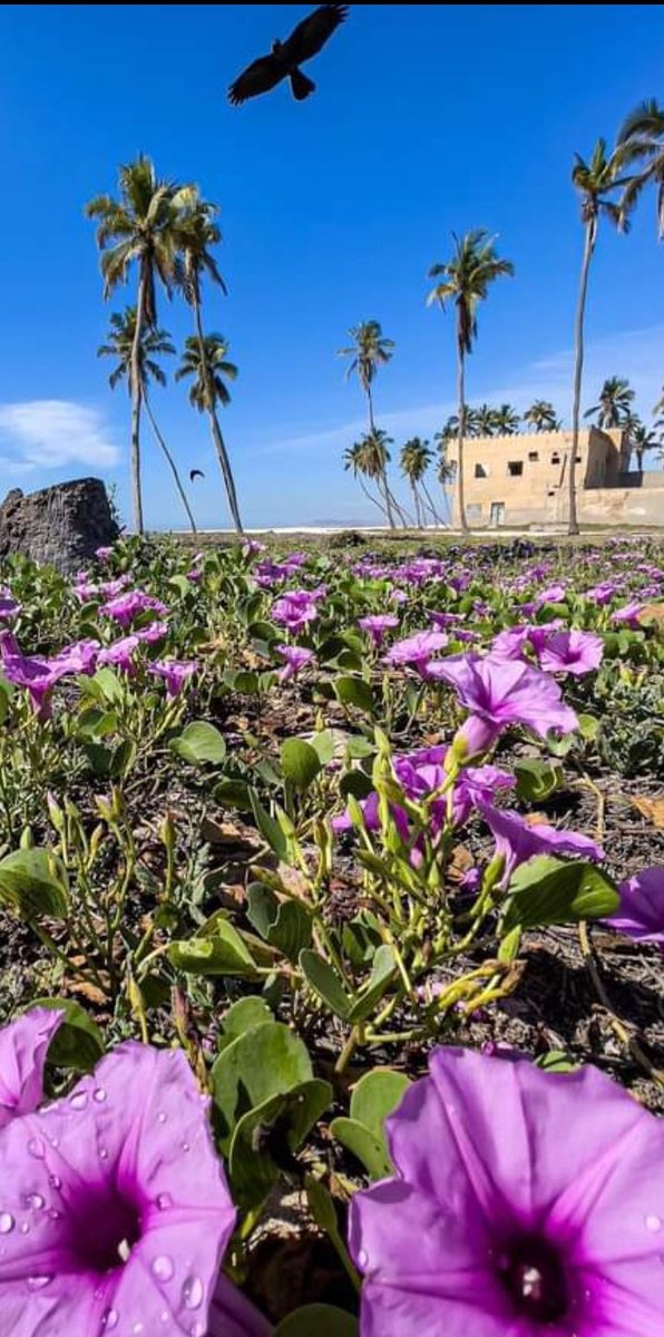 في الماضي فتح أجدادنا بيوتهم للجميع وكانت الحافه بلدا وأرضا وبيتا للجميع من مشارق الأرض ومغاربها ومن ريفها وباديتها  ونحن الآن على نهج أجدادنا نقول لكم الحافه أرضكم جميعا.
 فلا تتهاونوا في إرثكم وماضيكم .
#سوق_الحافة