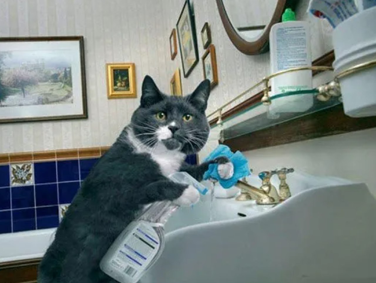 Кот убирается