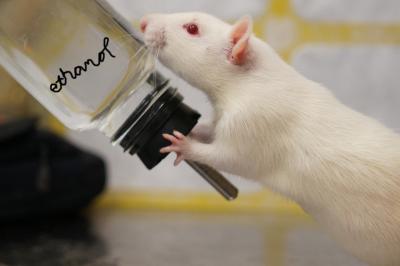 theliverdoc's tweet image. 1/18 Of Mice and Men

How can mice teach men to quit drinking?

Let me tell you something really cool!

And it features drunk mice and a lot of alcohol!