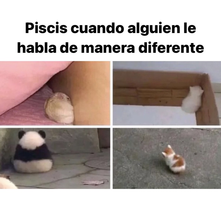 piscis_hn's tweet photo. 🤣🤣🤣 #piscis #horoscoponegro https://t.co/pHSdigKejW