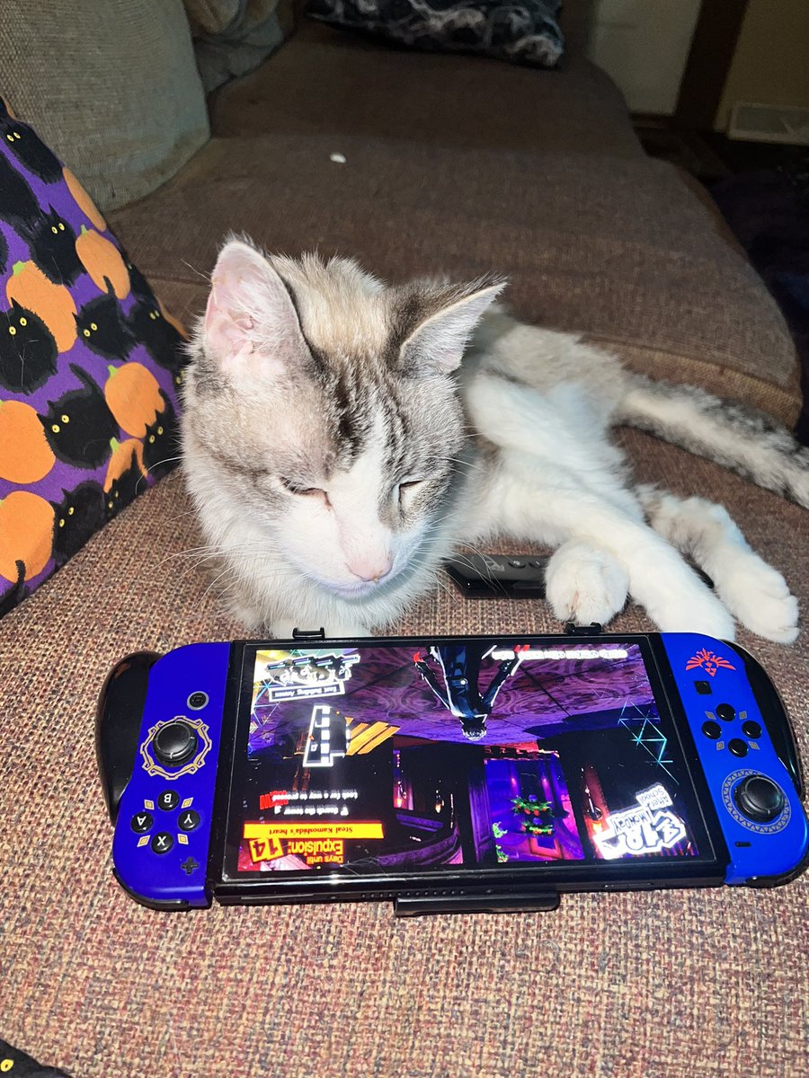 XionYetora's tweet photo. Lego living it up this morning 
#CatsOnTwitter #nerd https://t.co/3WVBdB09YK