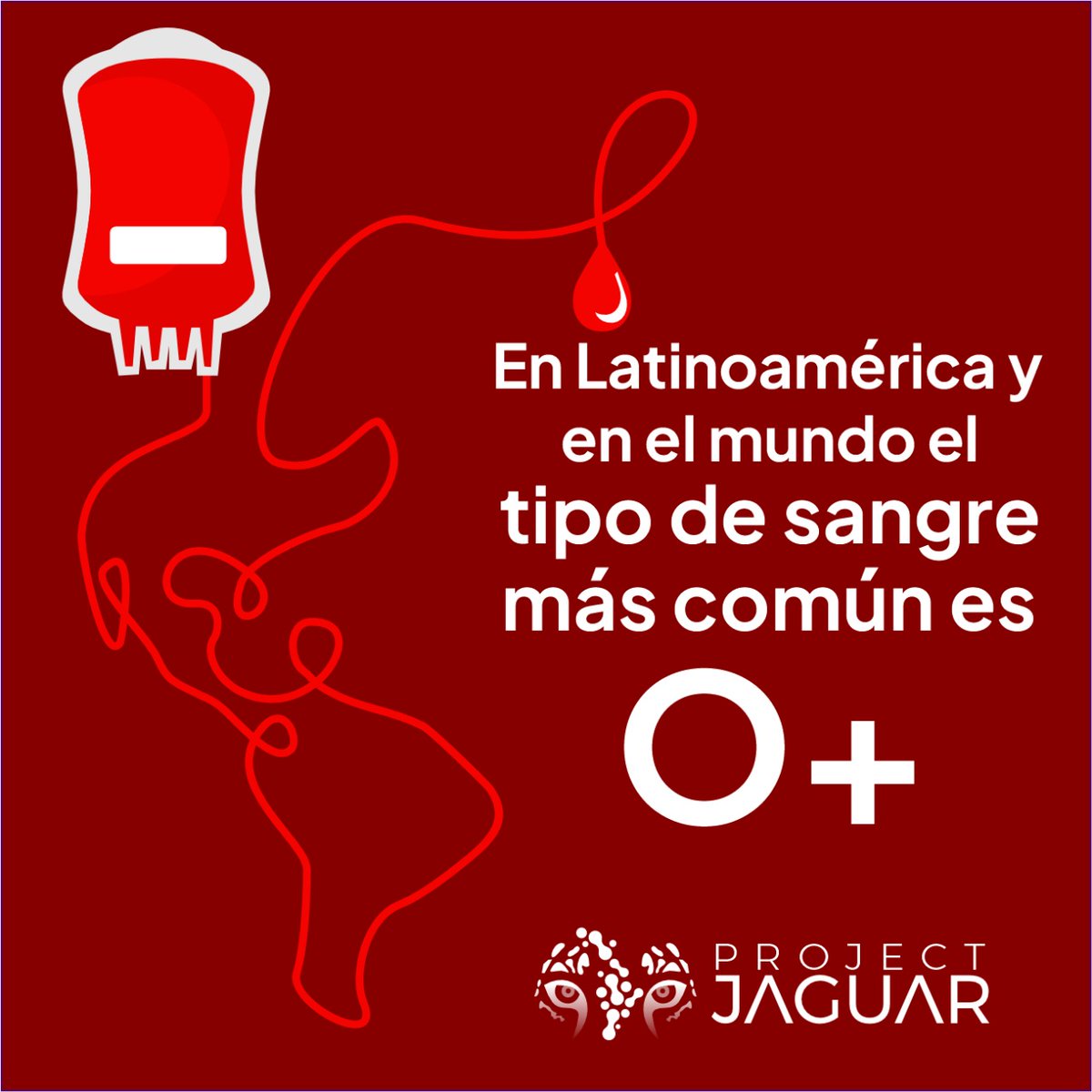 PJaguarLATAM's tweet photo. El 𝘁𝗶𝗽𝗼 𝗱𝗲 𝘀𝗮𝗻𝗴𝗿𝗲 𝗺𝗮́𝘀 𝗰𝗼𝗺𝘂́𝗻 𝗲𝘀 𝗹𝗮 𝗢+ y se estima que se encuentra en 1 de cada 3 personas o el 37.4% de la población.
.
In Latin America and in the world the most common blood type is O+
.
.
#projectjaguar #genetics #DNA https://t.co/xsaO06S3Dv