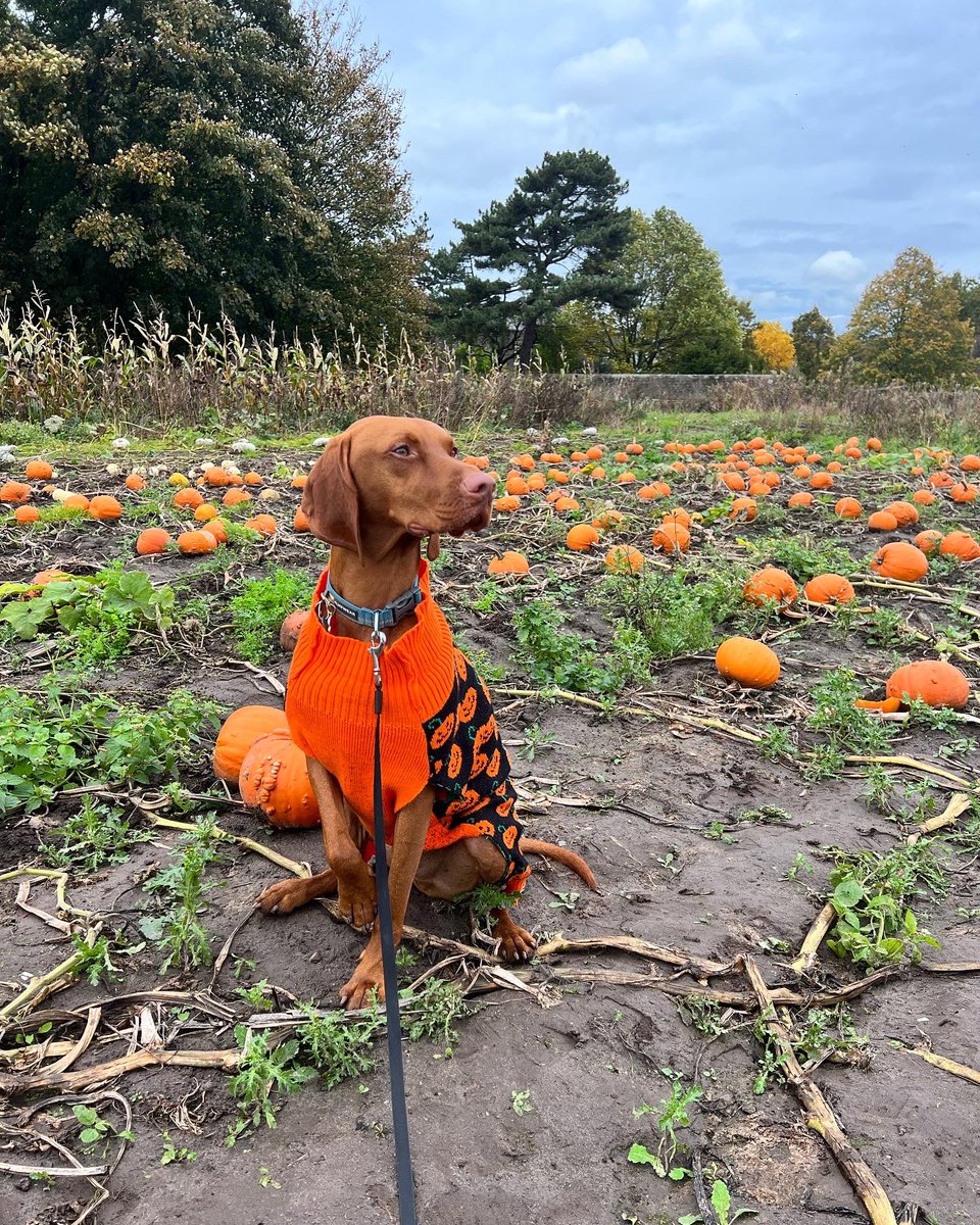 KeishaDooner's tweet photo. Imagine trick or treating for dogs where they went round houses dressed up collecting treats instead of sweets 🥺🫶🏼🐶 https://t.co/IjqNPMby0K
