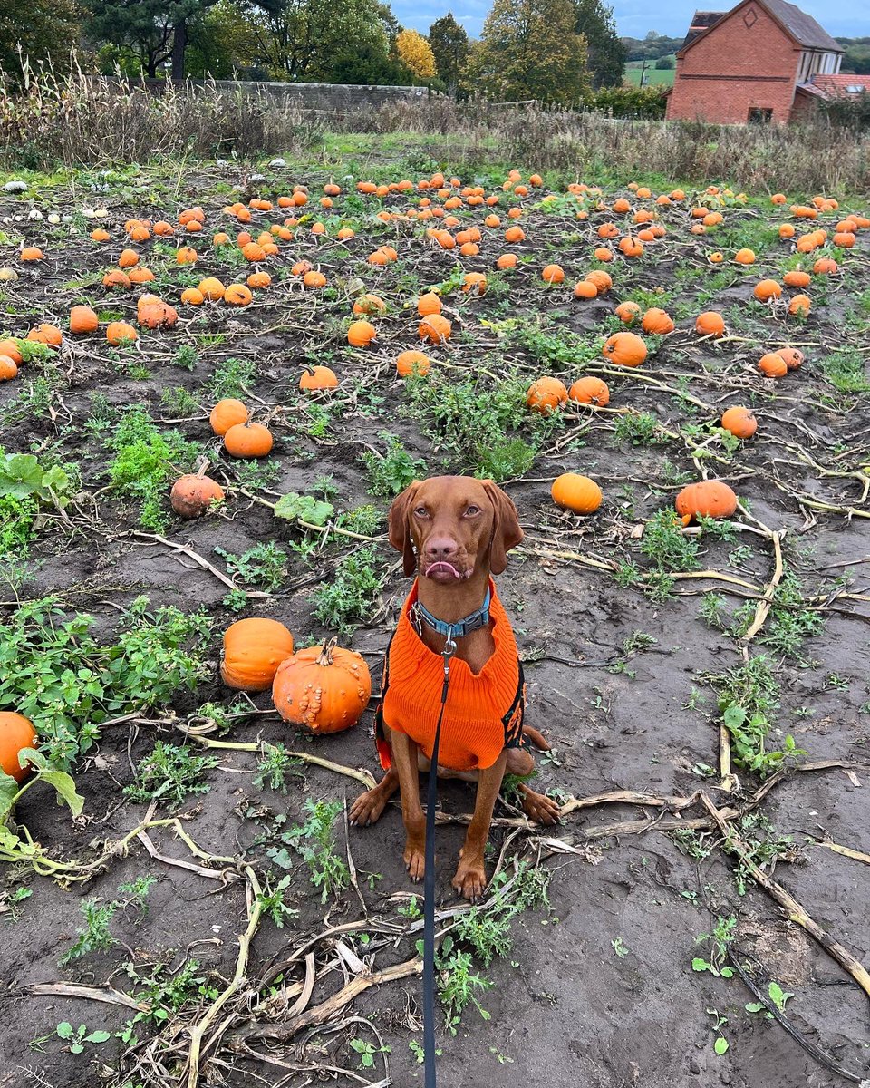 KeishaDooner's tweet photo. Imagine trick or treating for dogs where they went round houses dressed up collecting treats instead of sweets 🥺🫶🏼🐶 https://t.co/IjqNPMby0K