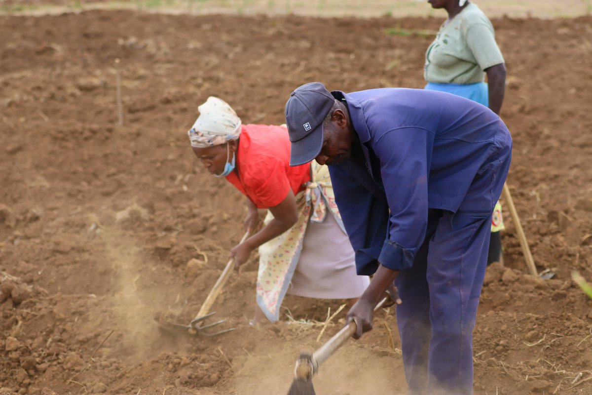 IFDC Kenya tweet media